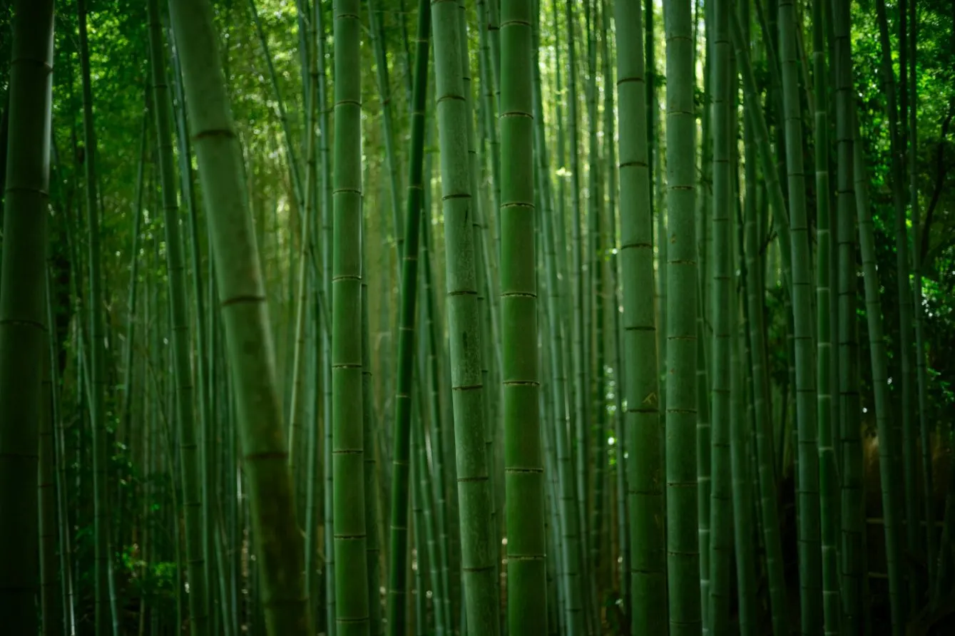 竹林