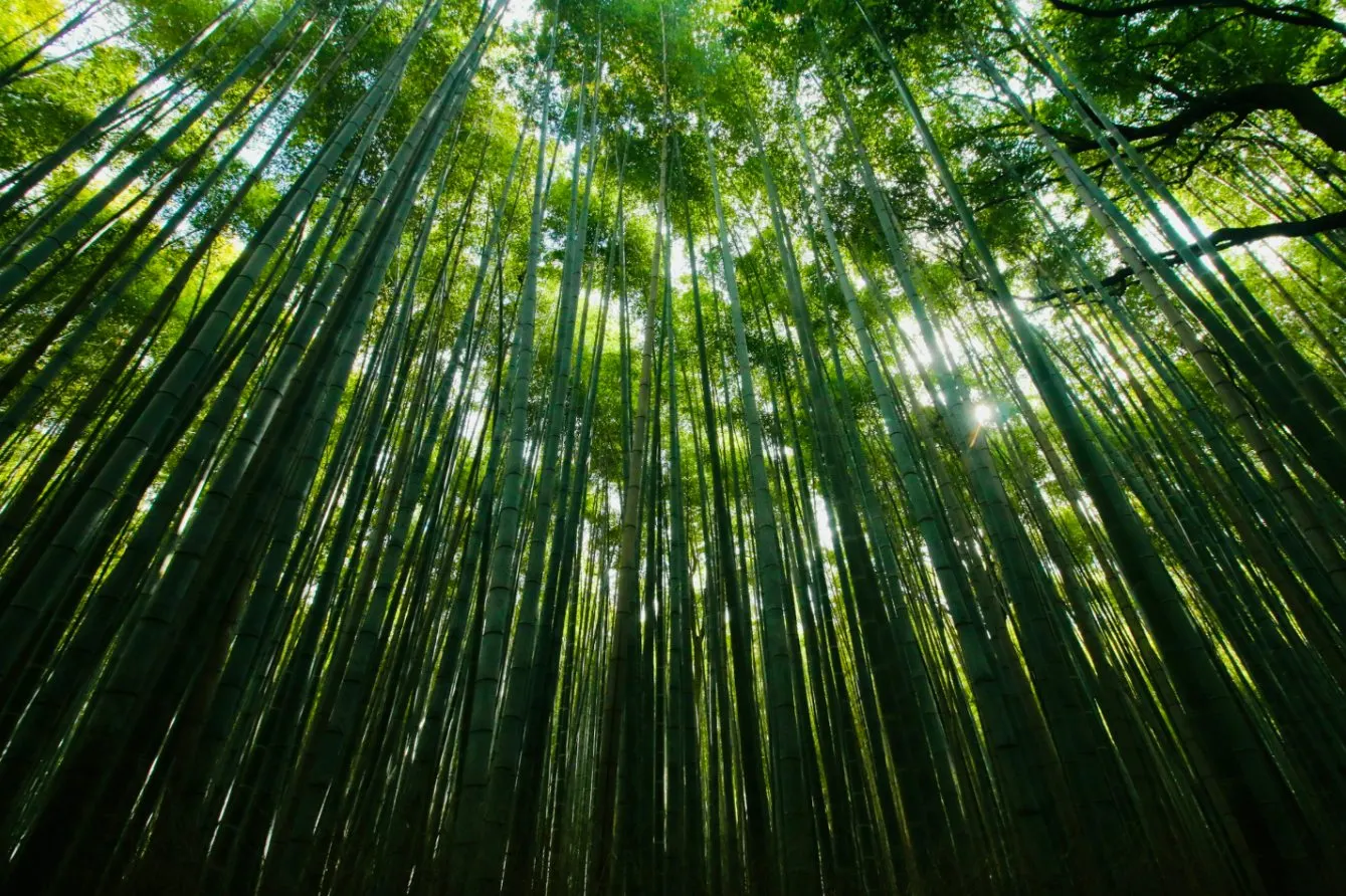 空に向かって伸びる竹